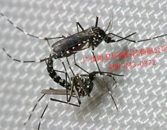 广州专业灭蚊公司
