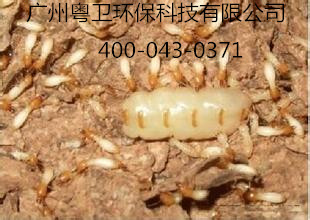 广州专业灭杀白蚁公司