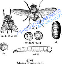 广州灭苍蝇公司