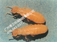 广州专业白蚁防治公司