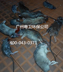 广州专业灭鼠公司