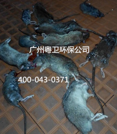 广州专业灭鼠公司 广州专业灭鼠公司