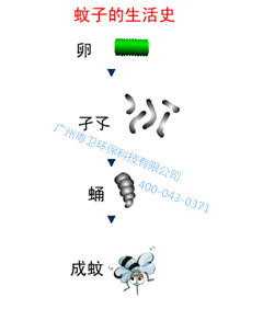 广州灭蚊蝇方式