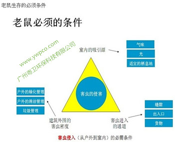 广州老鼠防治公司