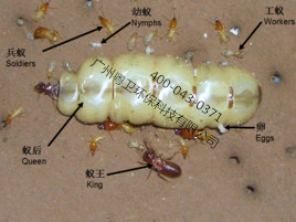 广州专业灭治白蚁公司
