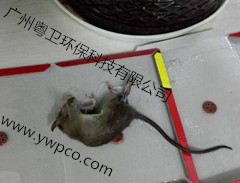 广州灭老鼠公司