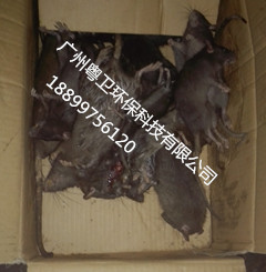 广州灭鼠专业公司