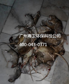 广州灭鼠公司