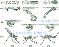 广州灭蚊子公司