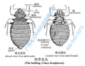 广州杀臭虫公司