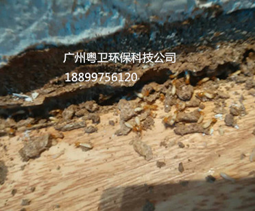 广州灭白蚁公司