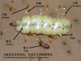 广州灭杀白蚁公司