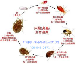 广州除臭虫公司